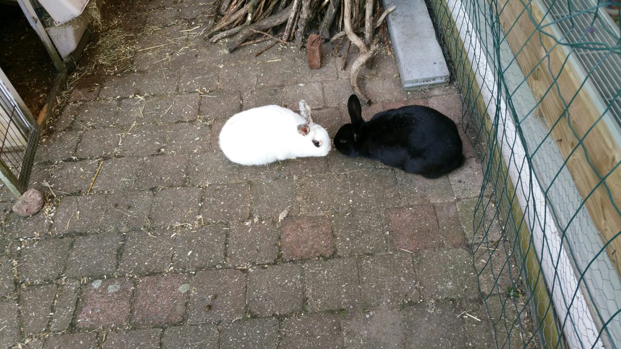 Dropje en Petra op hun nieuwe plek