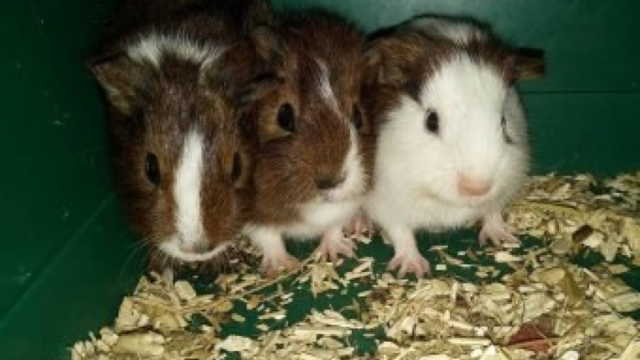 grote groep cavia's binnen op het Knaagdierencentrum