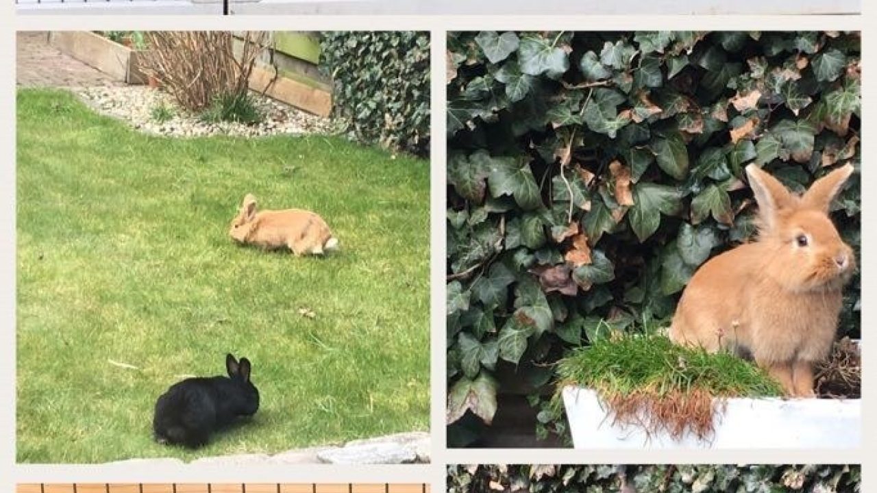Co en Saartje(leo en Lea)