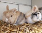 Anne en otto 2