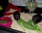 Jet en Fred