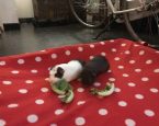 Karel en Hammie