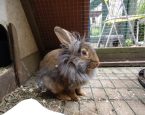 Magic