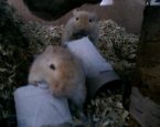 Pip en Pop