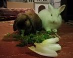 Update Pluis 3