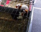 Wapper en vriendin
