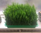 Gras