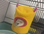 Hamster