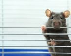 Ratje close