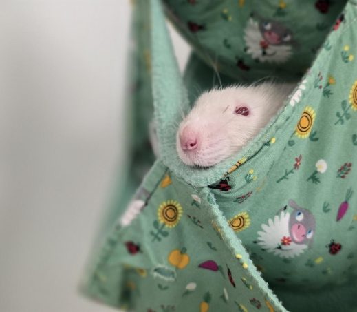 4 mannen ratten