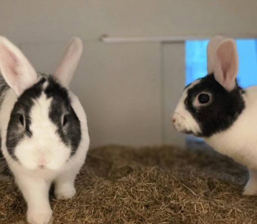 Luna en Oreo