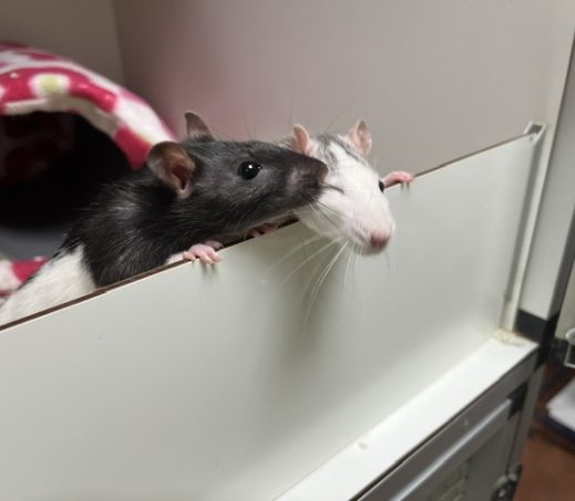 Mimi/Black/ Babbels/Mosie/Stormy/Mouse