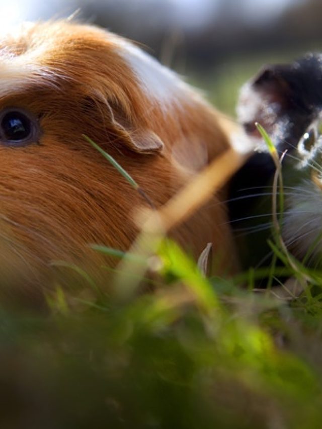 Cavia koppel