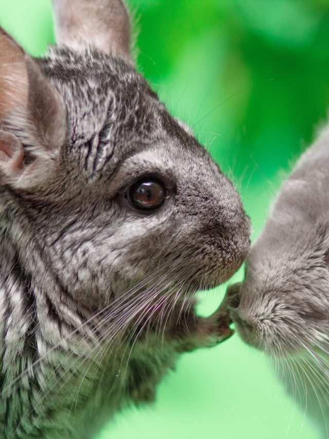 Chinchilla