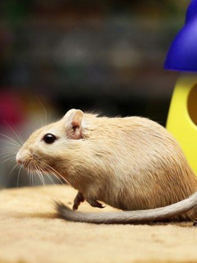 Gerbils spelen