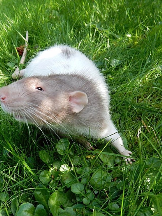 Ratje grasveld