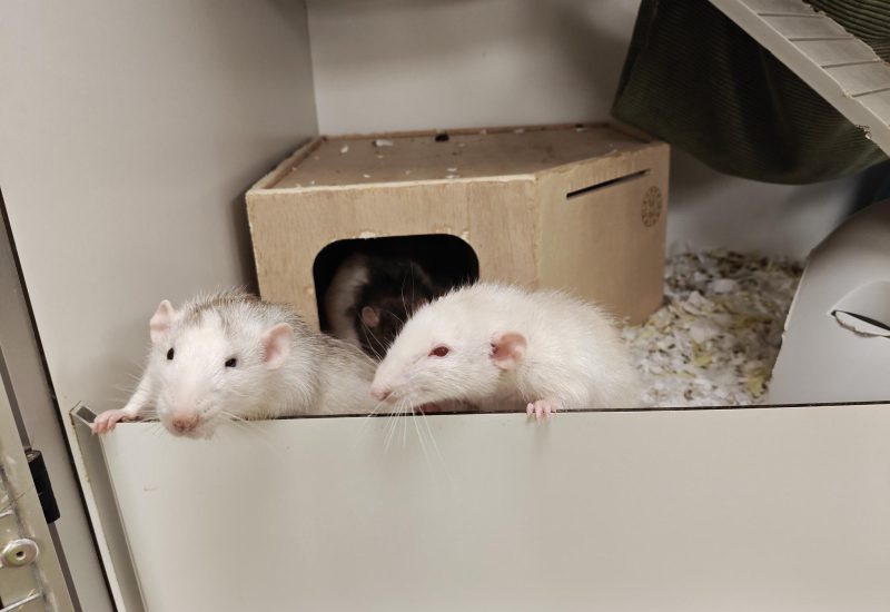 6 rattenmannen4