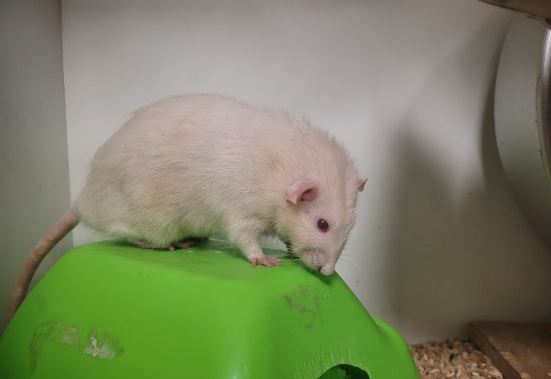 Draco