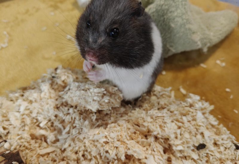Elsemieke