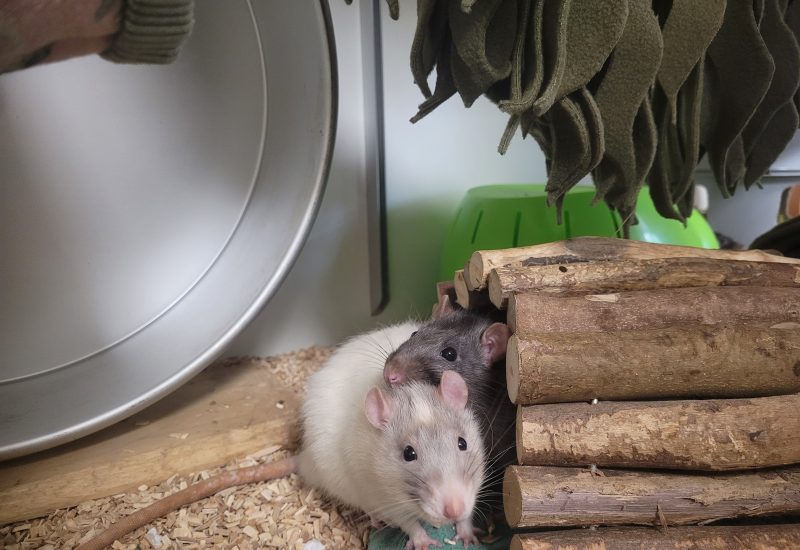 Luc