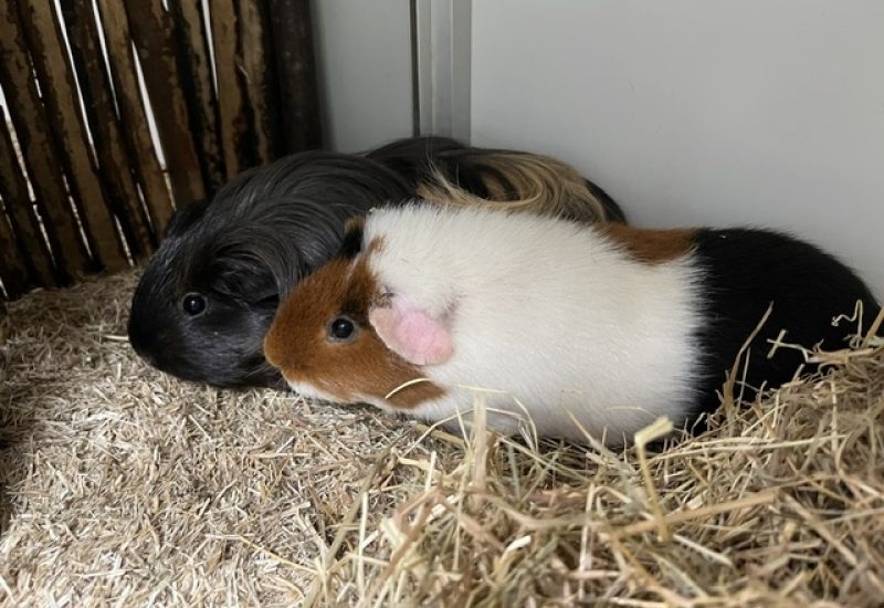 Molly en Sprinkle