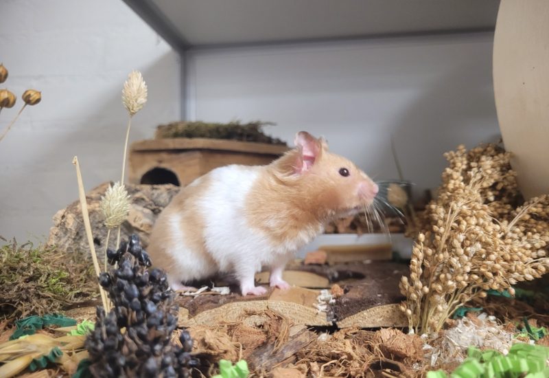 Muis2
