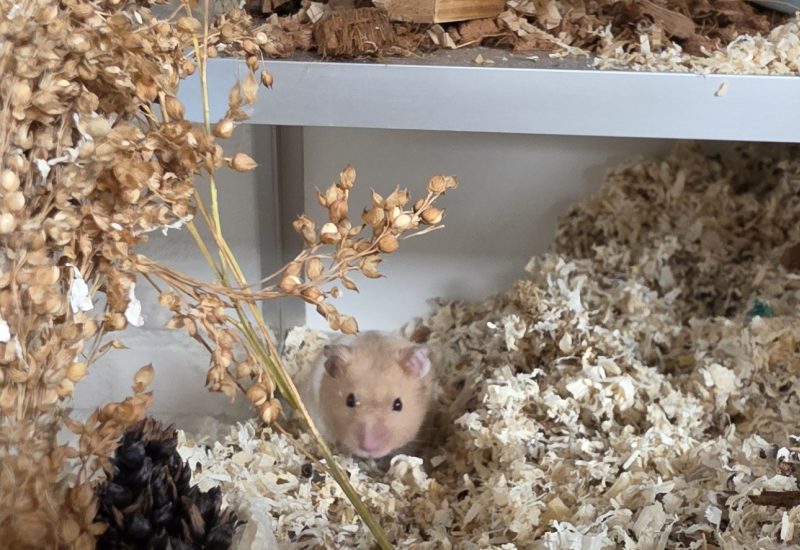 Muis2