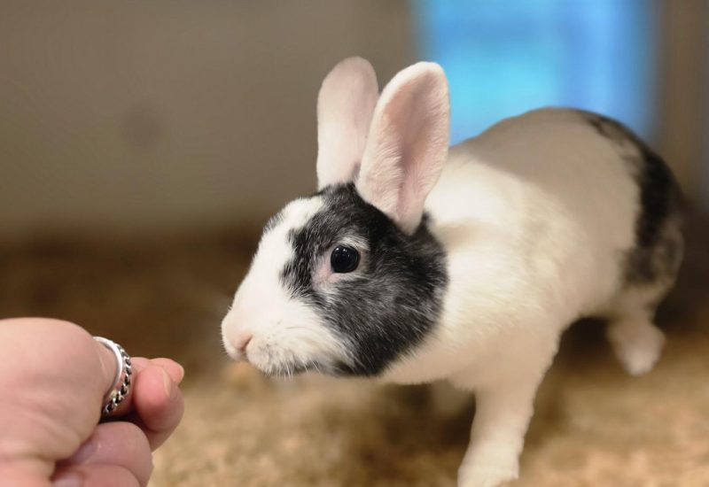Oreo en Luna