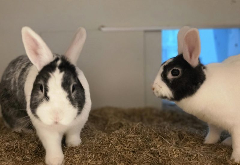 Oreo en Luna2