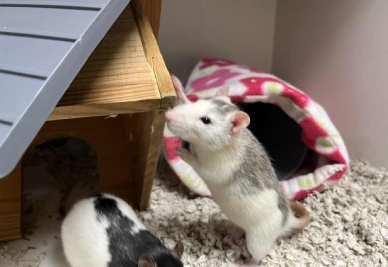 Damesratjes2