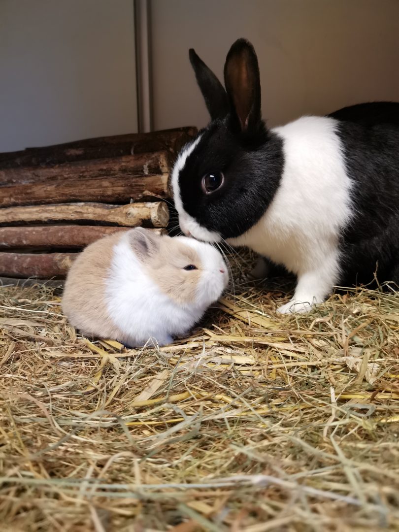 Hok adoptie plan