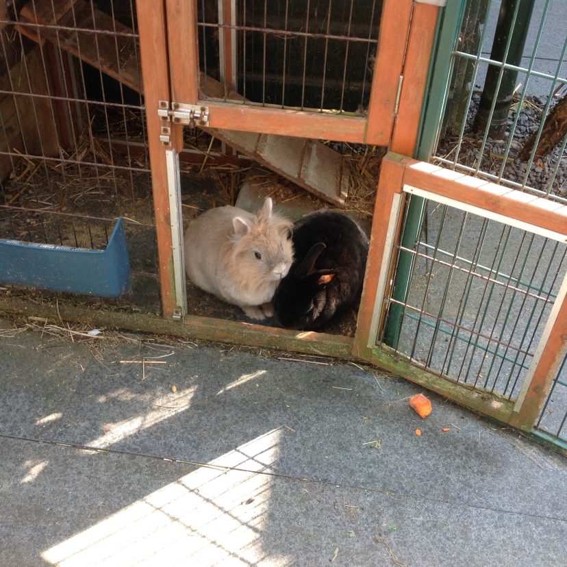 Bun en Daisy