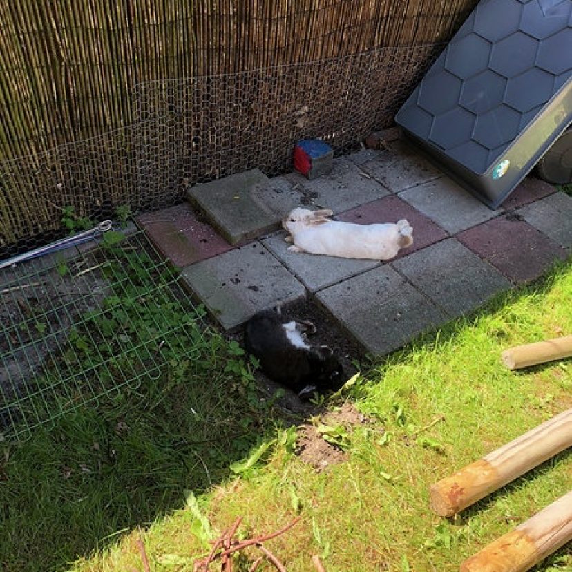 Tango en Snuffie 2