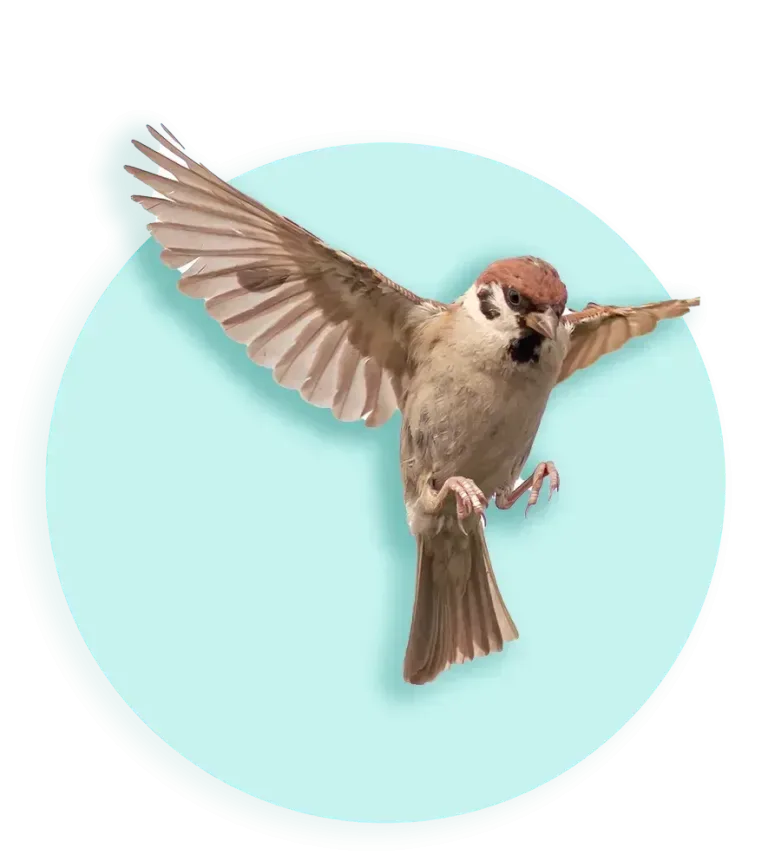 2026 banner beeld mus vogel 885