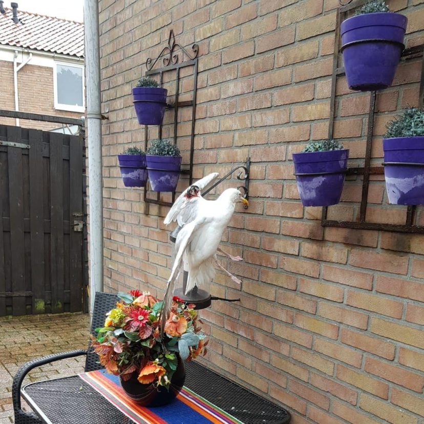 2019 08 23 Wildopvang Krommenie meeuw