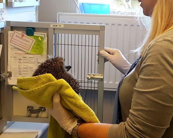 Een egel krijgt hulp