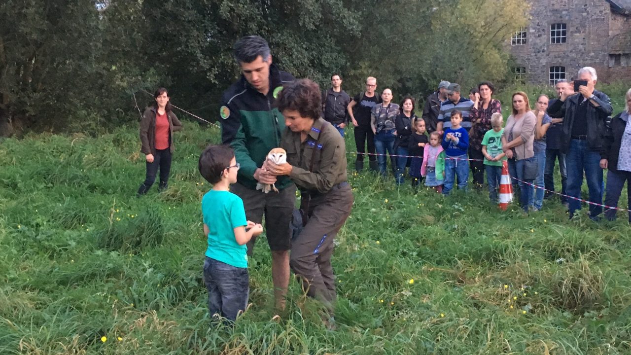 Vrijlating herstelde uilen en roofvogels op Brunssumerheide