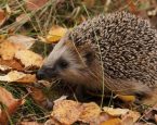 Egel herfst kopie