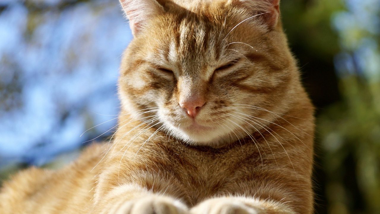 Nieuw telefoonnummer voor Dierenambulance Maasland