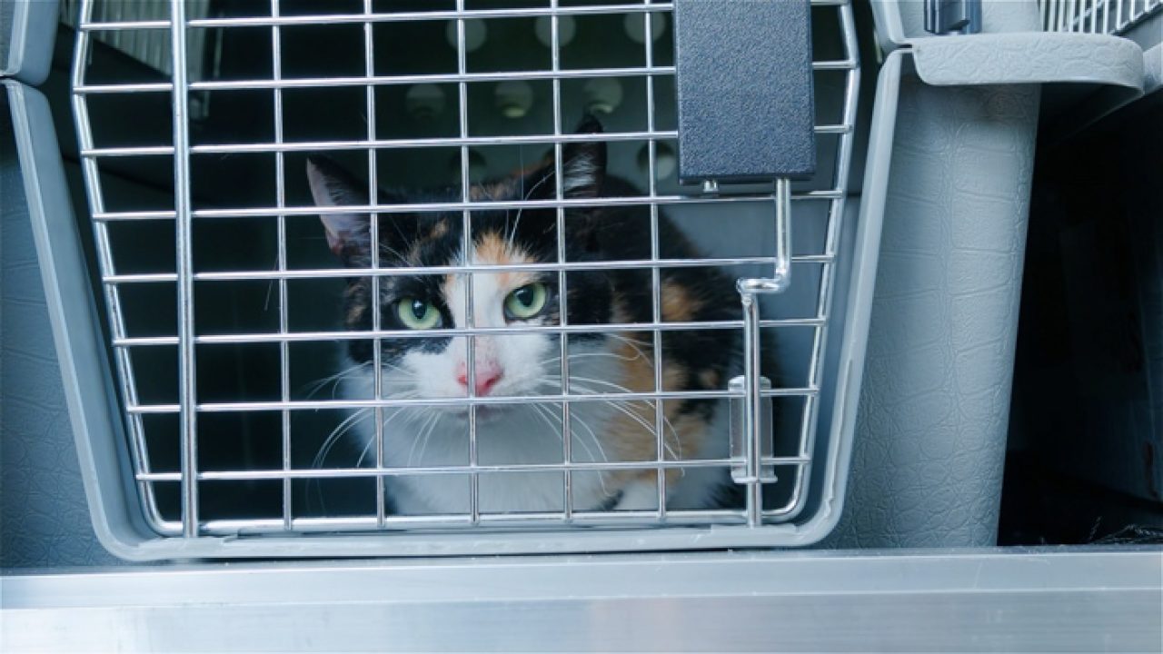 Dierenambulance Maasland rijdt nu ook in gemeente Druten