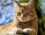 Cat spinnende