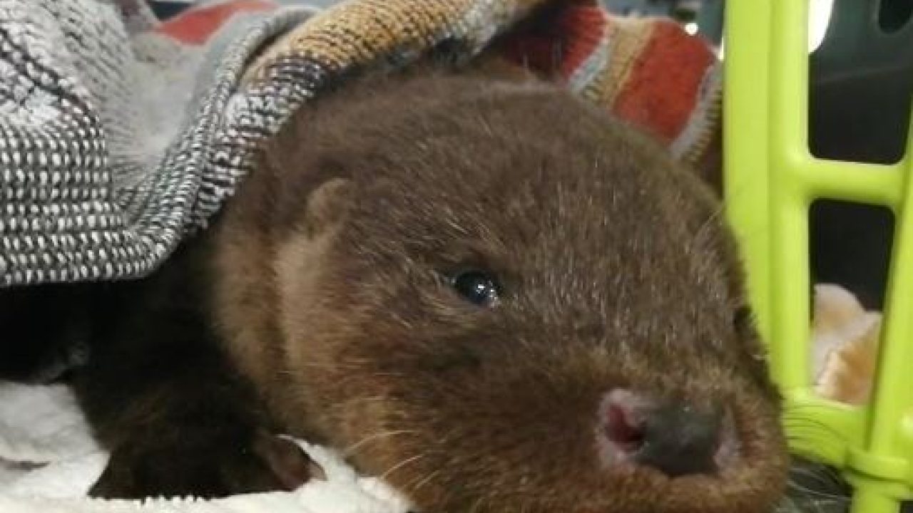 Baby-otter gevonden in Almere