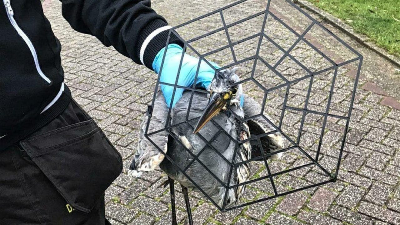 Reiger met hekwerk om snavel eindelijk gevangen