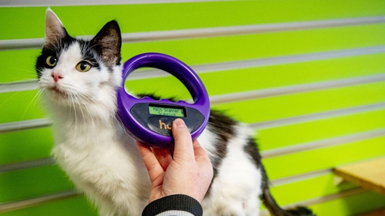 Chipactie bij dierenambulance Almere