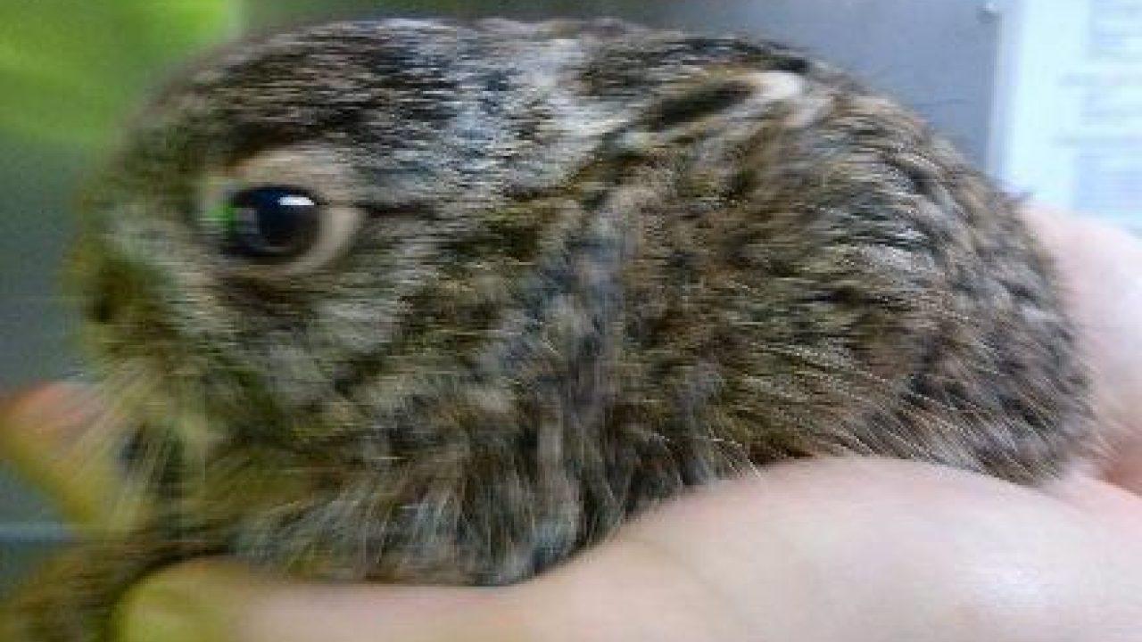 Jong haasje gered