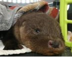 2020 05 25 DAMNL Baby otter Almere