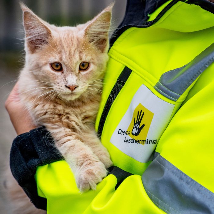 Gevonden dieren