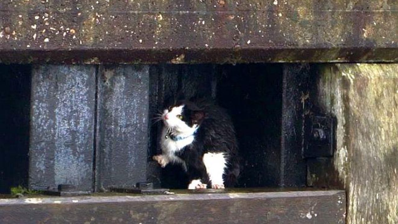Kat zat gevangen in beschoeiing kanaal