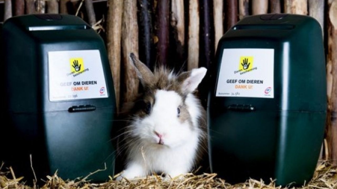 Help dieren door online collecteren