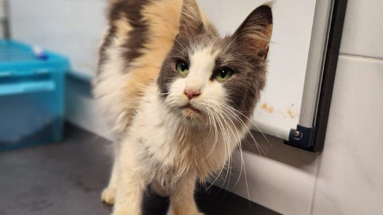 1 levende en 8 dode katten in de bosjes